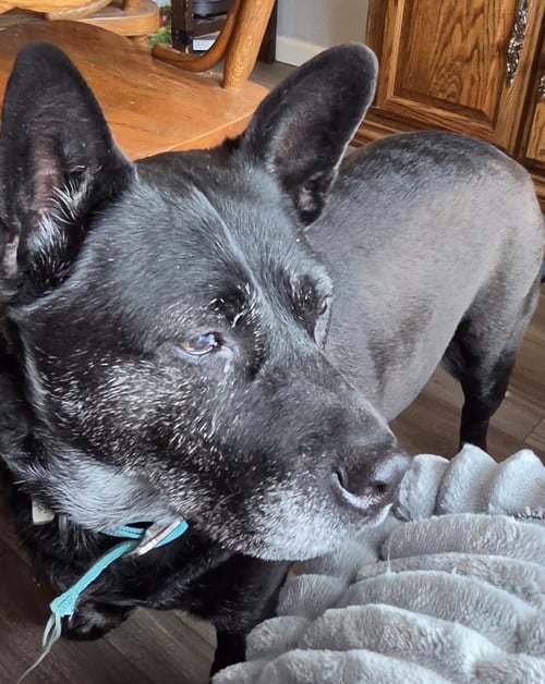 LIV SPONSORED ADOPTION FEE - Australian Cattle Dog/Blue Heeler available for adoption