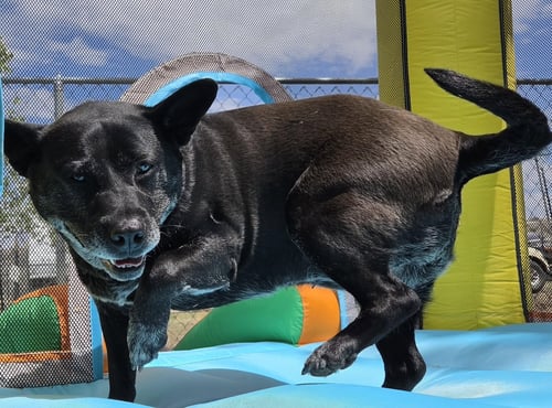 LIV SPONSORED ADOPTION FEE - Australian Cattle Dog/Blue Heeler available for adoption