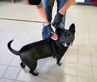 Liv Sponsored Adoption Fee - Photo 9