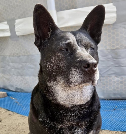 LIV SPONSORED ADOPTION FEE - Australian Cattle Dog/Blue Heeler available for adoption