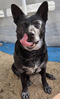 Liv Sponsored Adoption Fee - Photo 4