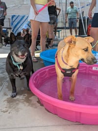 Liv Sponsored Adoption Fee - Photo 3
