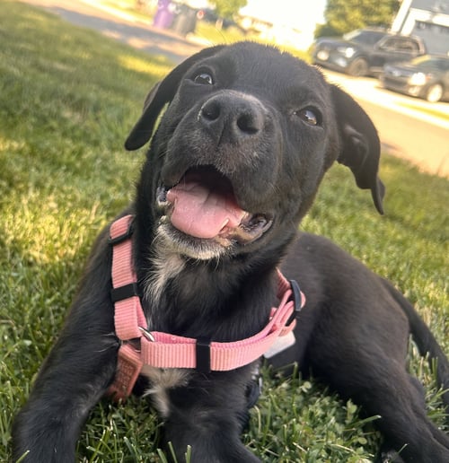 ELEANOR - Labrador Retriever available for adoption