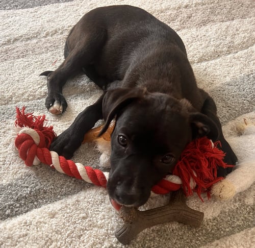 ELEANOR - Labrador Retriever available for adoption