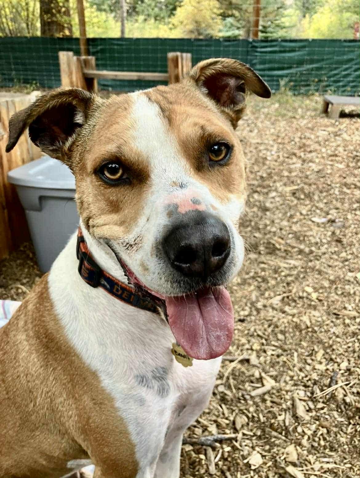 BANDIT COURTESY LISTING - Australian Cattle Dog/Blue Heeler / Pit Bull Terrier available for adoption