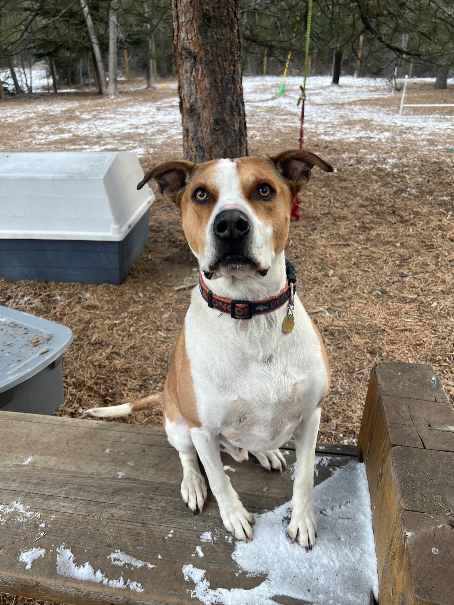 BANDIT COURTESY LISTING - Australian Cattle Dog/Blue Heeler / Pit Bull Terrier available for adoption