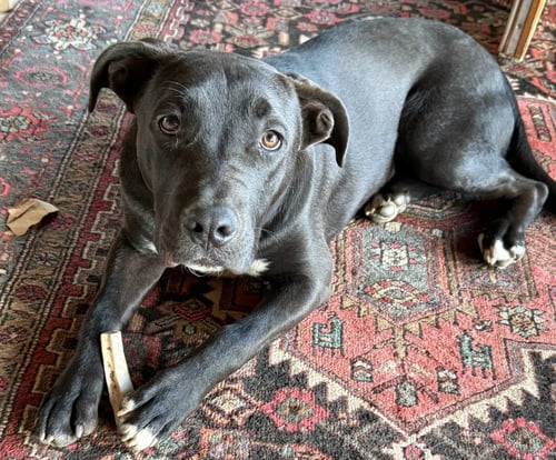SCOUT COURTESY LISTING - Pit Bull Terrier available for adoption