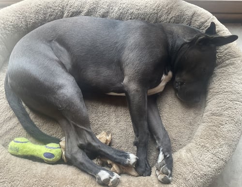SCOUT COURTESY LISTING - Pit Bull Terrier available for adoption