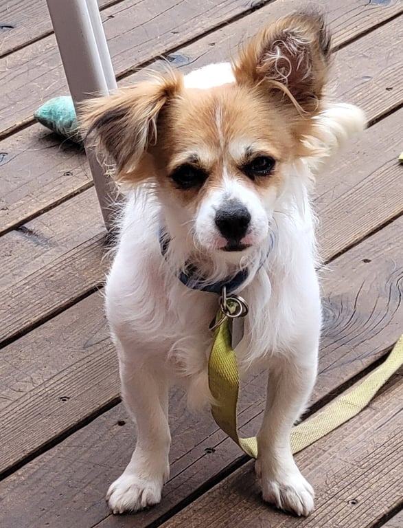 Arlo Image