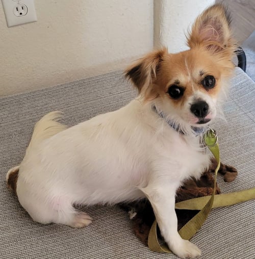 ARLO - Spaniel available for adoption
