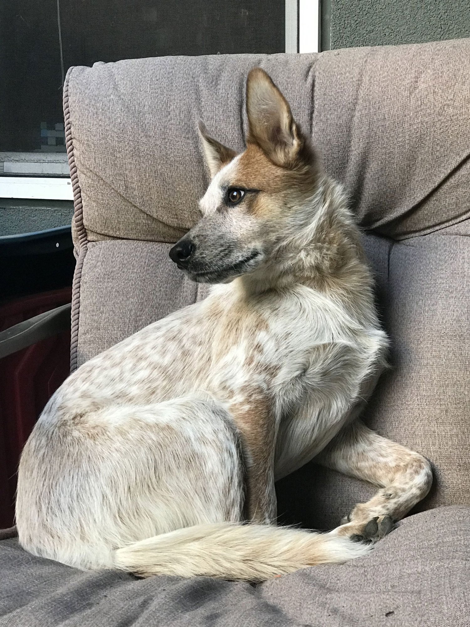 ​KITSUNE AKA KIT COURTESY LISTING - Australian Cattle Dog/Blue Heeler available for adoption