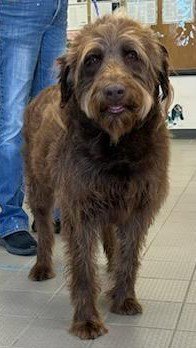 SPINNER - Poodle (unknown type) / Labrador Retriever available for adoption