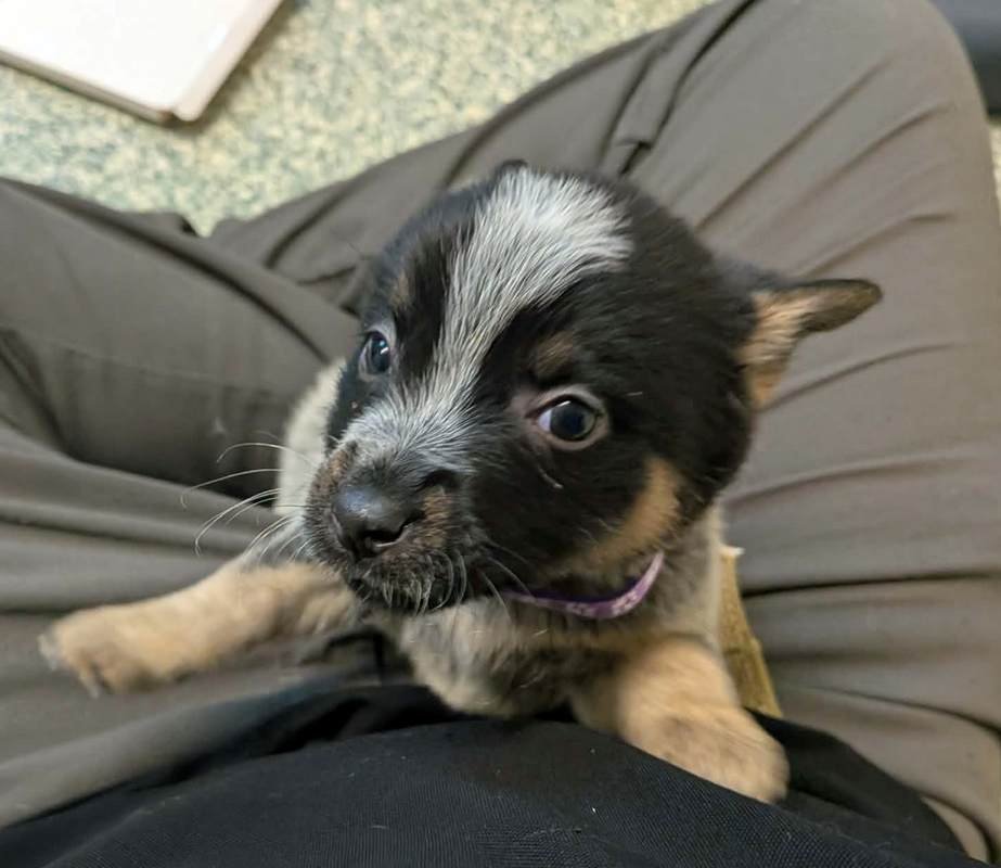 MAYE - Australian Cattle Dog/Blue Heeler available for adoption