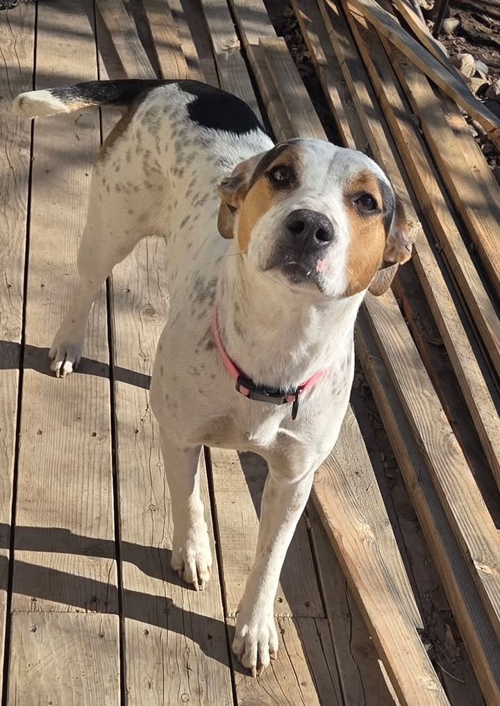 TAOS - WHT/BWN GIRL COURTESY LISTING - Australian Cattle Dog/Blue Heeler available for adoption