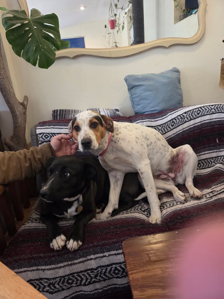 TAOS - WHT/BWN GIRL COURTESY LISTING - Australian Cattle Dog/Blue Heeler available for adoption