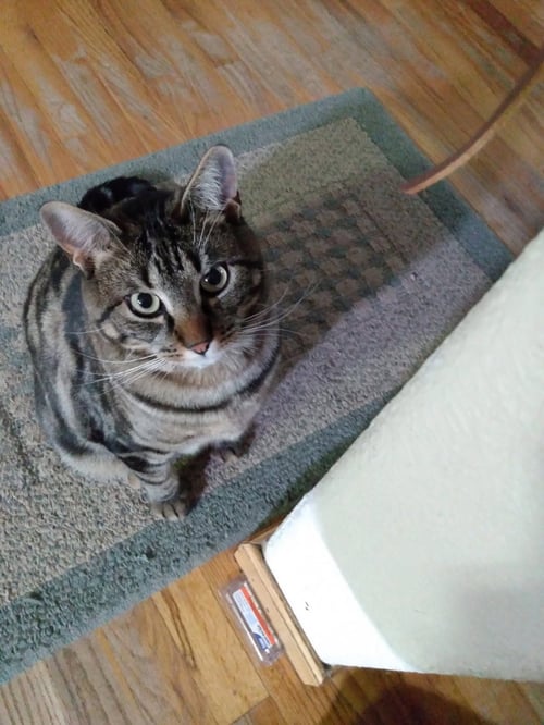 GEMMA - Domestic Short Hair available for adoption