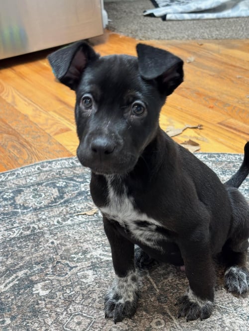 WYATT - Pit Bull Terrier available for adoption