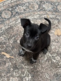 Wyatt - Photo 2