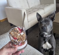 Grey, Foster or Forever (bestest idea! woof) - Photo 11