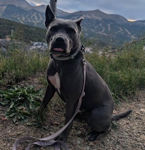 GREY, FOSTER OR FOREVER (BESTEST IDEA! WOOF) - Blue Lacy available for adoption