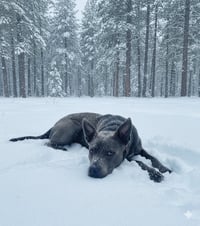 Grey, Foster or Forever (bestest idea! woof) - Photo 8