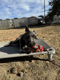 Grey, Foster or Forever (bestest idea! woof) - Photo 14
