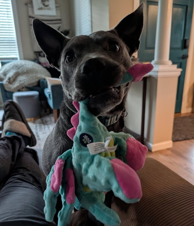 Grey, Foster or Forever (bestest idea! woof) Image