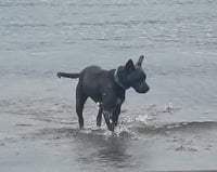 Grey, Foster or Forever (bestest idea! woof) - Photo 4