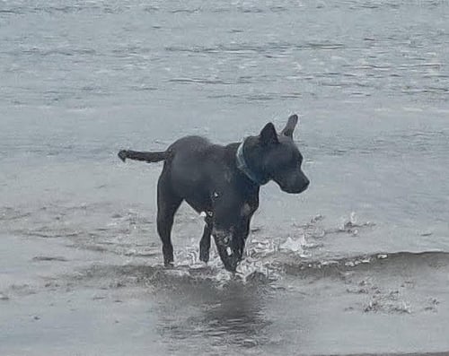 GREY - Blue Lacy available for adoption