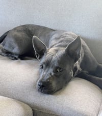 Grey, Foster or Forever (bestest idea! woof) - Photo 9