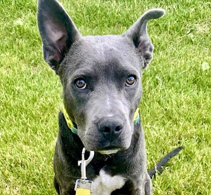 GREY - Blue Lacy available for adoption
