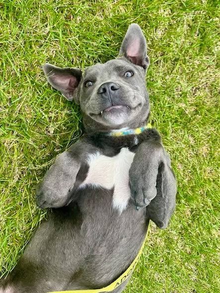 GREY - Blue Lacy available for adoption
