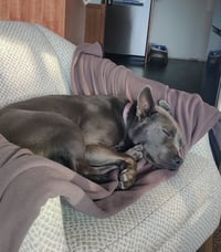 Grey, Foster or Forever (bestest idea! woof) - Photo 10