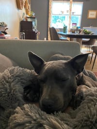 Grey, Foster or Forever (bestest idea! woof) - Photo 19