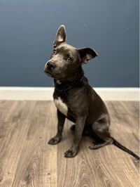 Grey, Foster or Forever (bestest idea! woof) - Photo 22