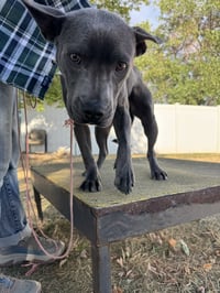Grey, Foster or Forever (bestest idea! woof) - Photo 18