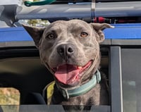 Grey, Foster or Forever (bestest idea! woof) - Photo 3