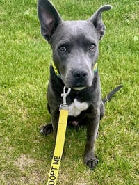 Grey, Foster or Forever (bestest idea! woof) - Photo 21