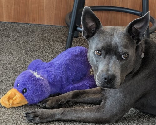 GREY - Blue Lacy available for adoption