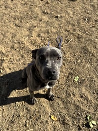 Grey, Foster or Forever (bestest idea! woof) - Photo 17