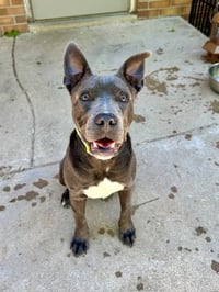 Grey, Foster or Forever (bestest idea! woof) - Photo 20