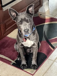 Grey, Foster or Forever (bestest idea! woof) - Photo 23