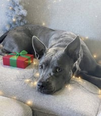 Grey, Foster or Forever (bestest idea! woof) - Photo 12