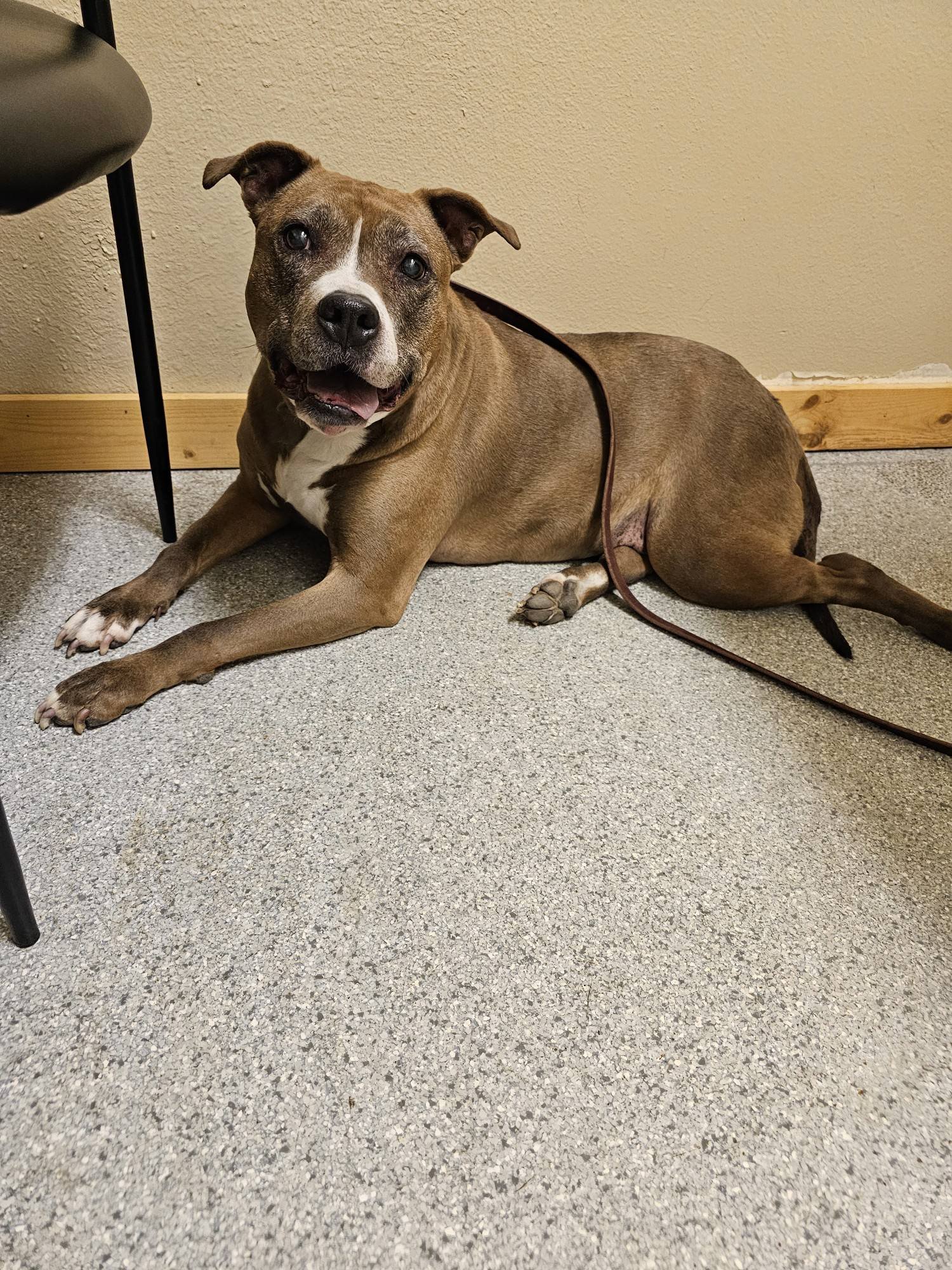 JORDAN COURTESY LISTING - Pit Bull Terrier available for adoption