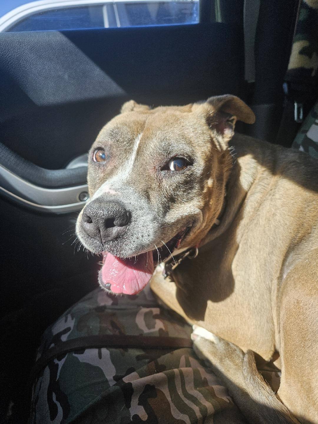 JORDAN COURTESY LISTING - Pit Bull Terrier available for adoption