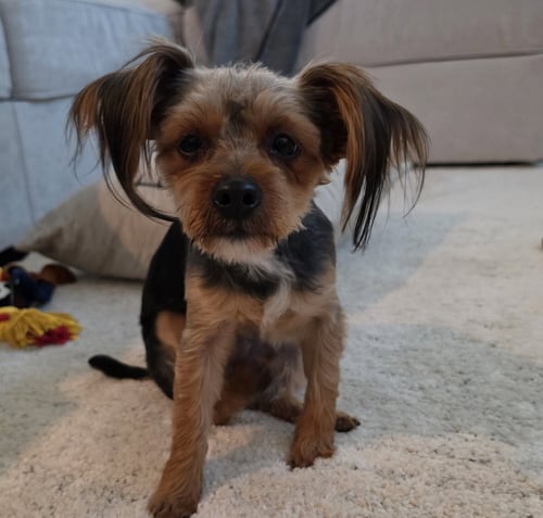 COCOA CHANEL