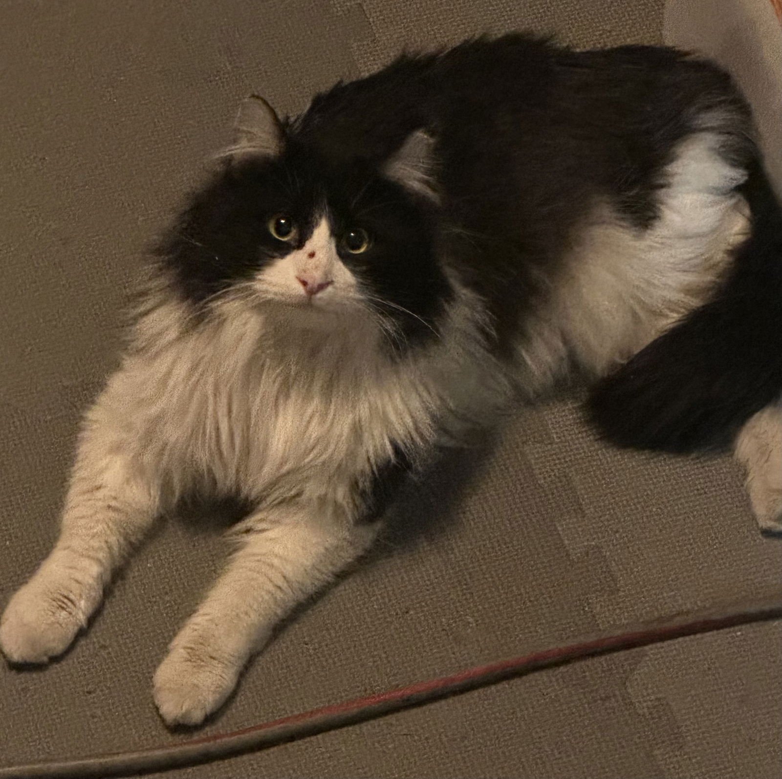 TUX - Domestic Long Hair available for adoption