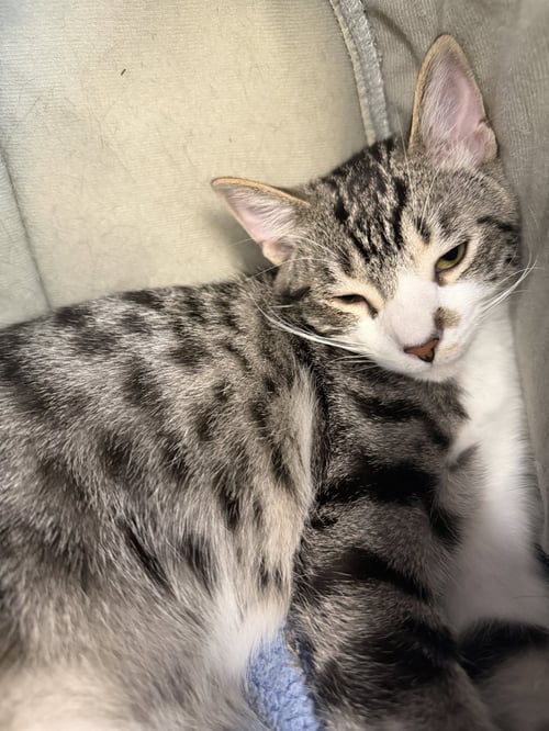 FLOUNDER - Domestic Short Hair available for adoption