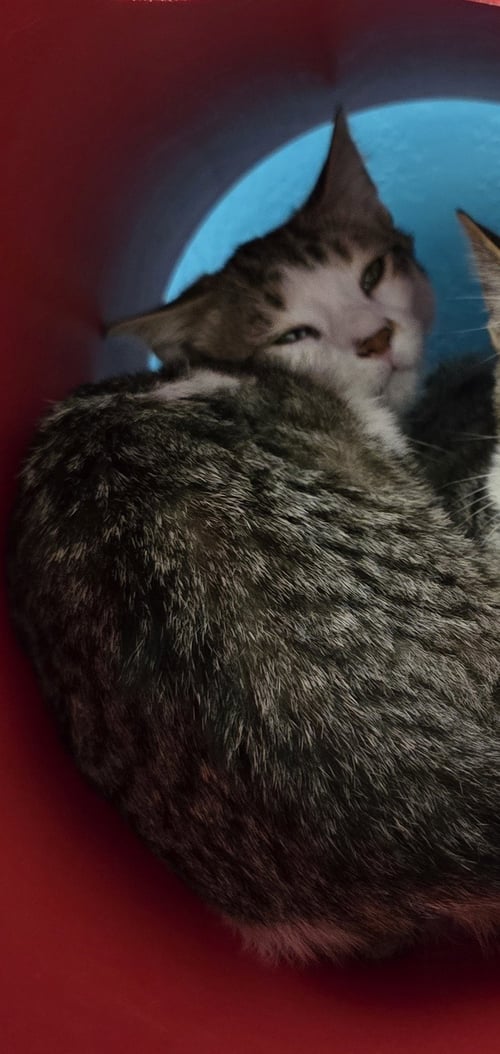 FLOUNDER - Domestic Short Hair available for adoption