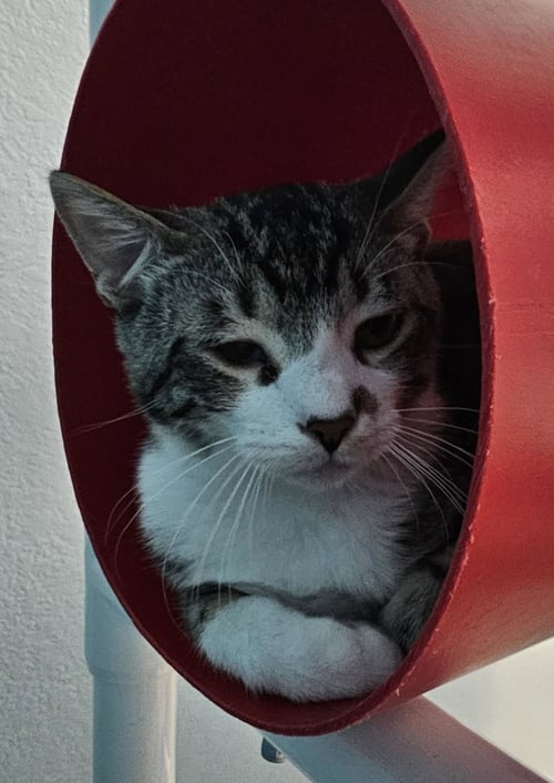 FLOUNDER - Domestic Short Hair available for adoption